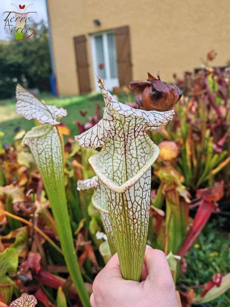 Graines Sarracenia 2025 (SX19 x OP)