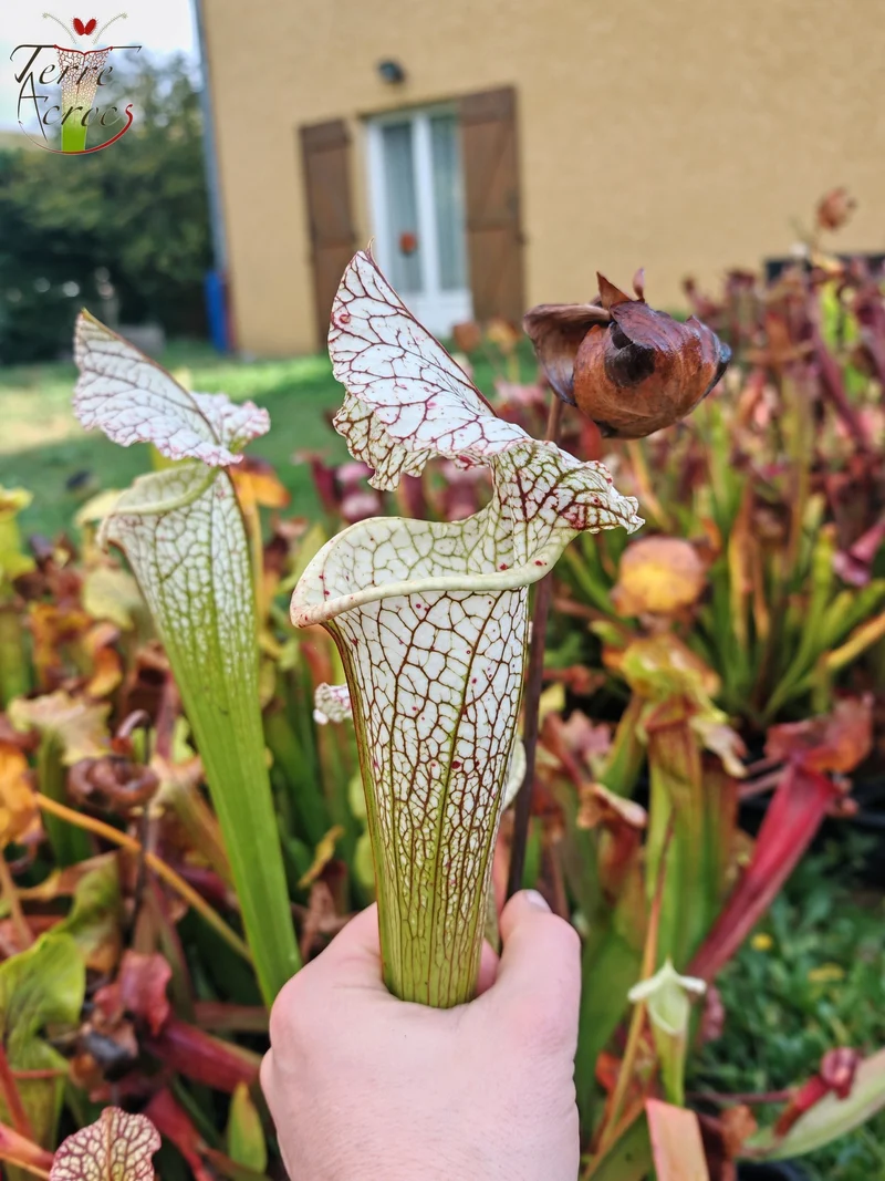Graines Sarracenia 2025 (SX19 x OP)