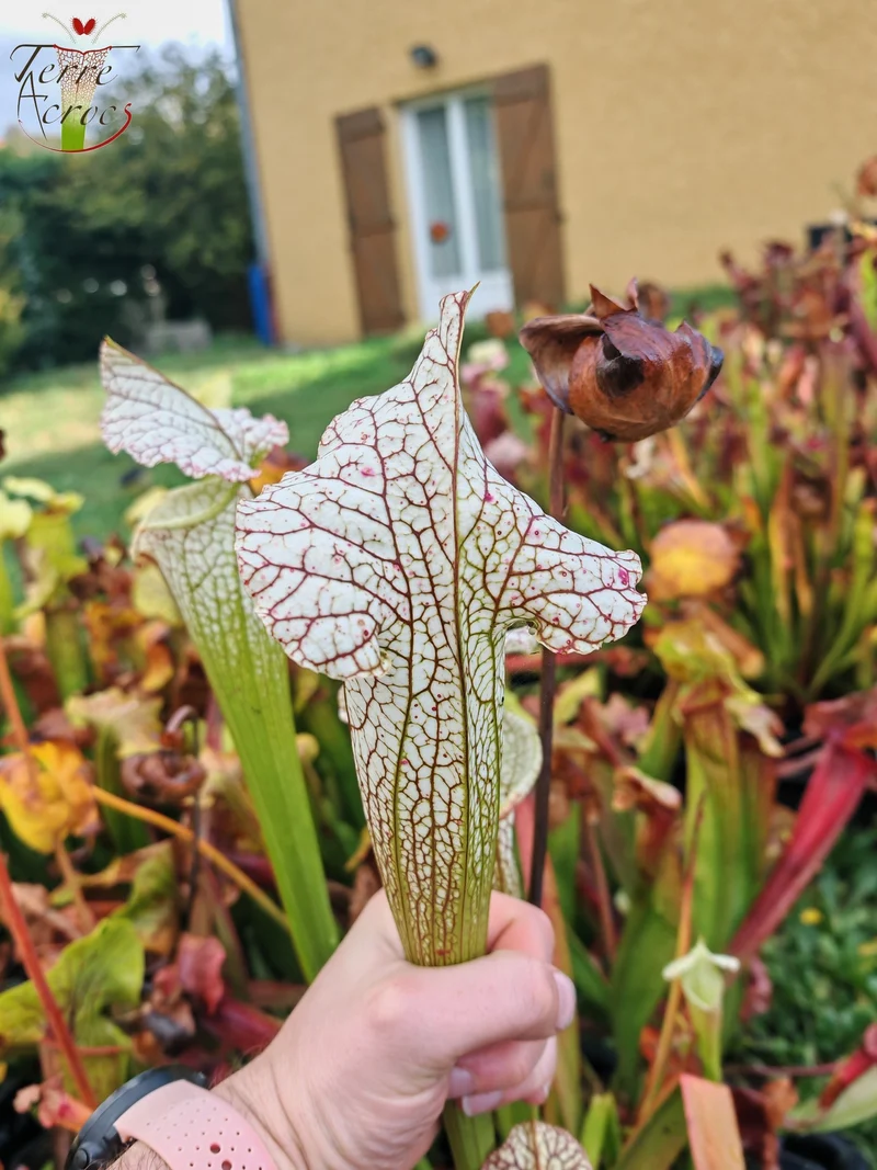 Graines Sarracenia 2025 (SX19 x OP)