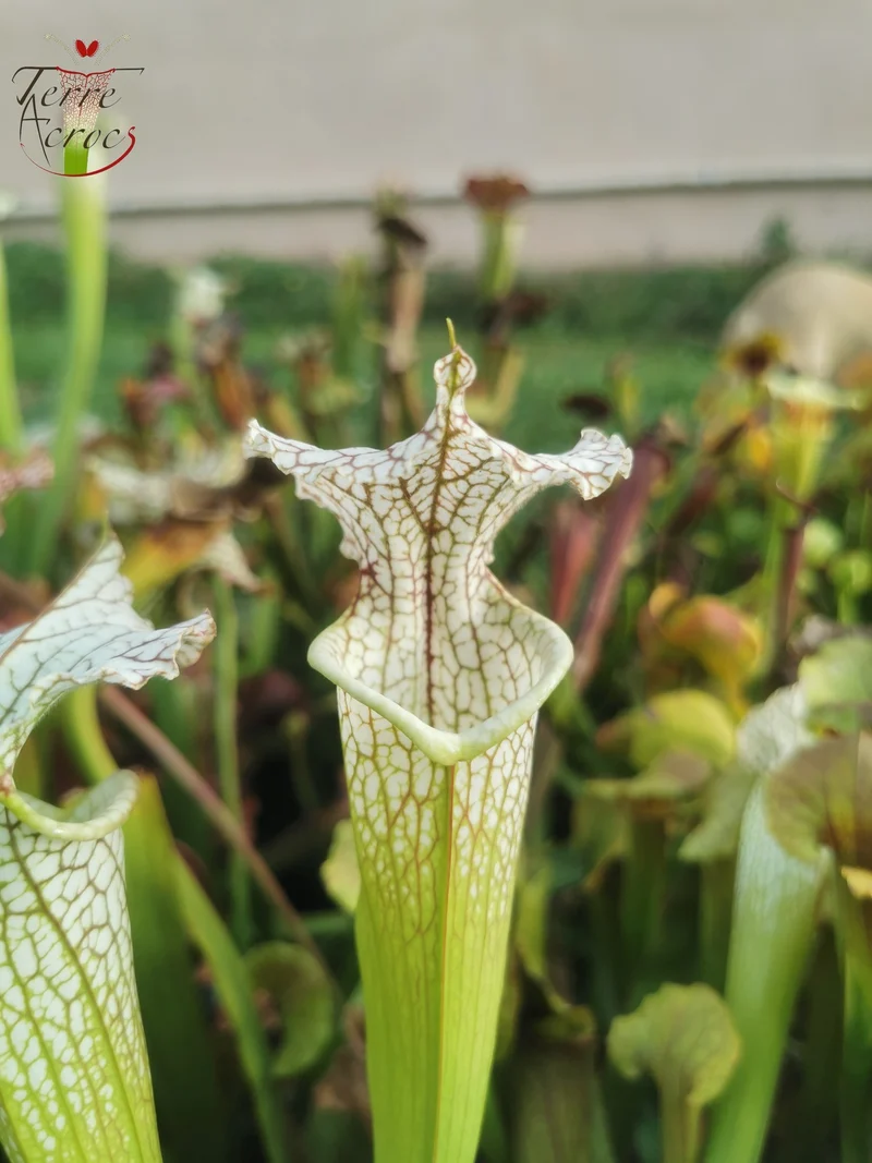 Graines Sarracenia 2025 (SX19 x OP)