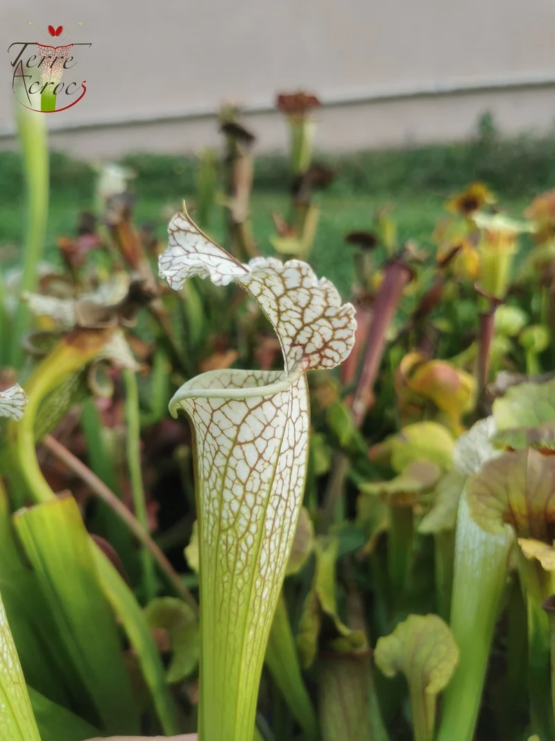 Graines Sarracenia 2025 (SX19 x OP)
