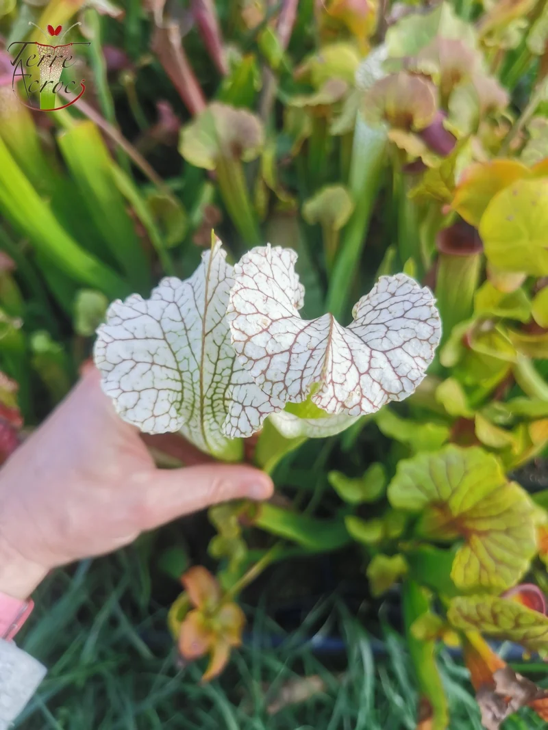 Graines Sarracenia 2025 (SX19 x OP)