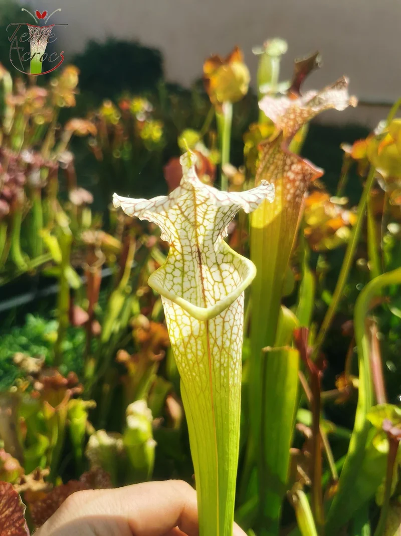 Graines Sarracenia 2025 (SX19 x OP)