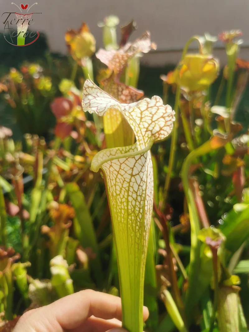 Graines Sarracenia 2025 (SX19 x OP)