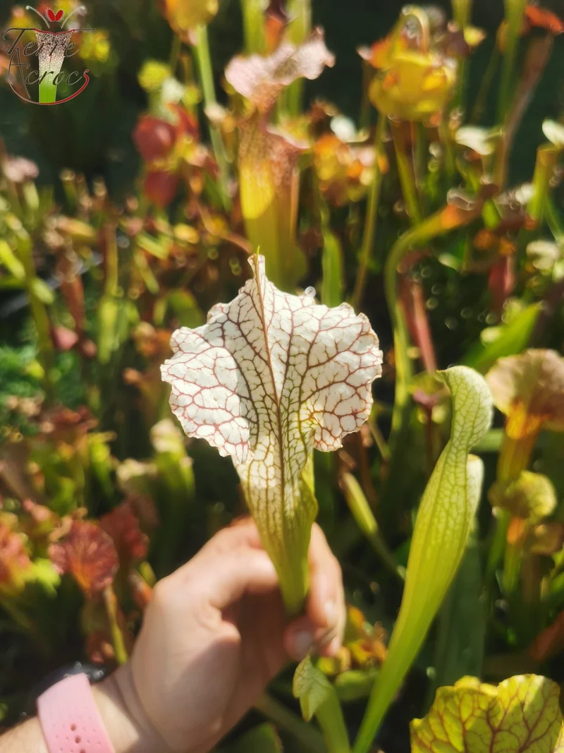 Graines Sarracenia 2025 (SX19 x OP)