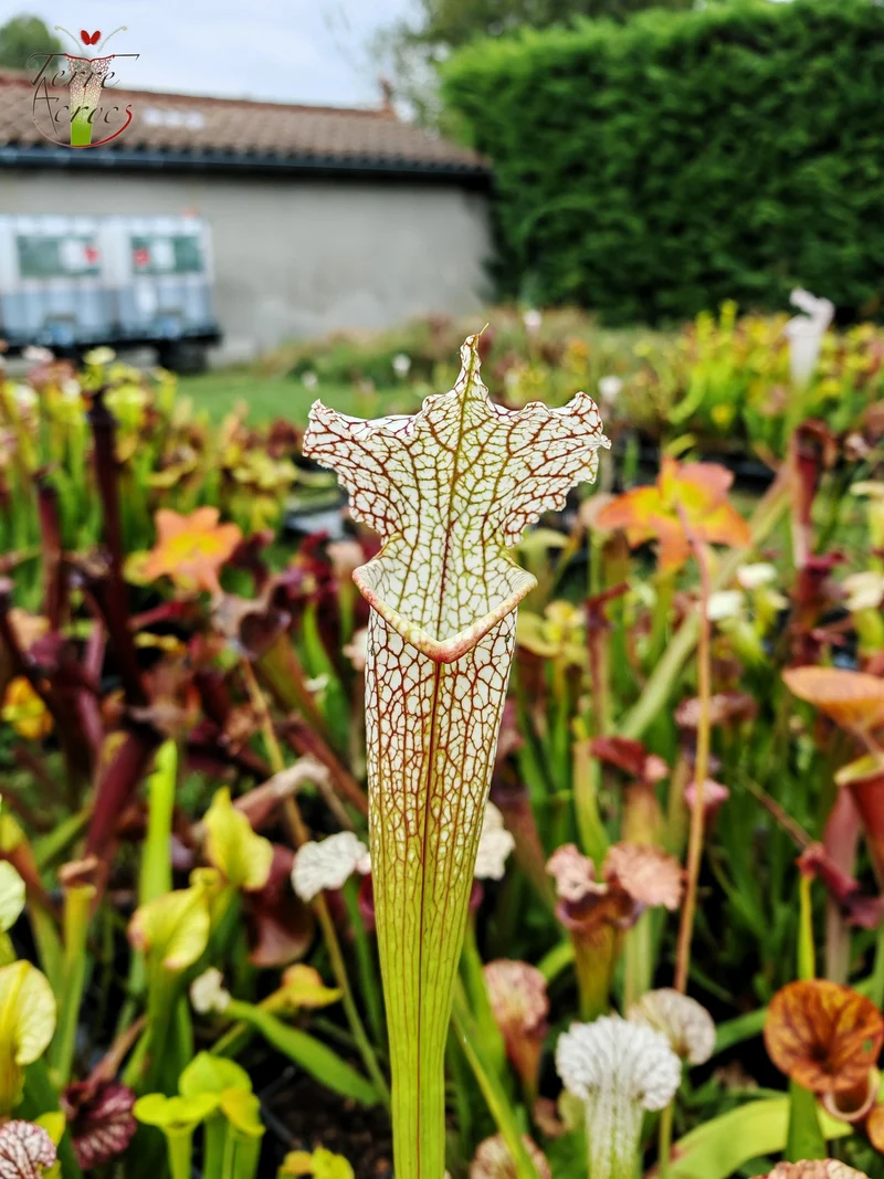 Graines Sarracenia 2025 (SX19 x OP)