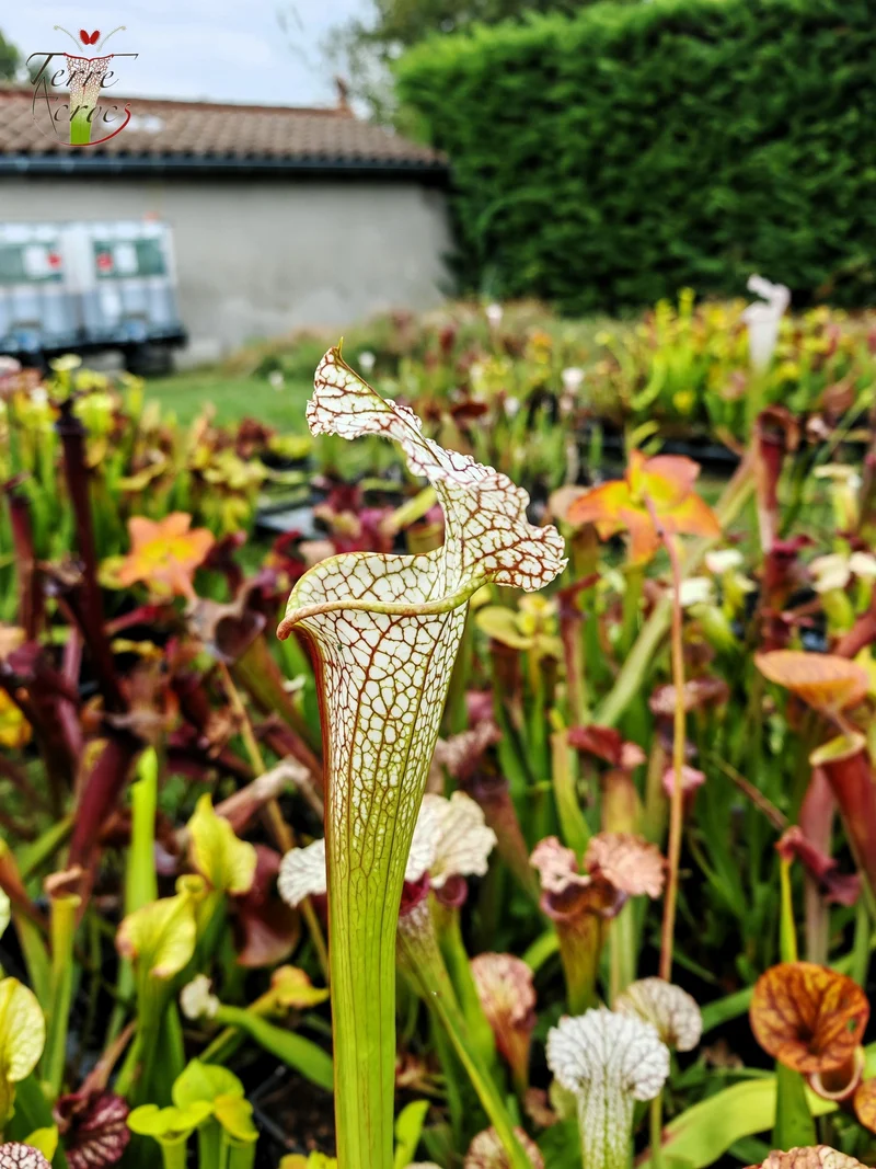 Graines Sarracenia 2025 (SX19 x OP)