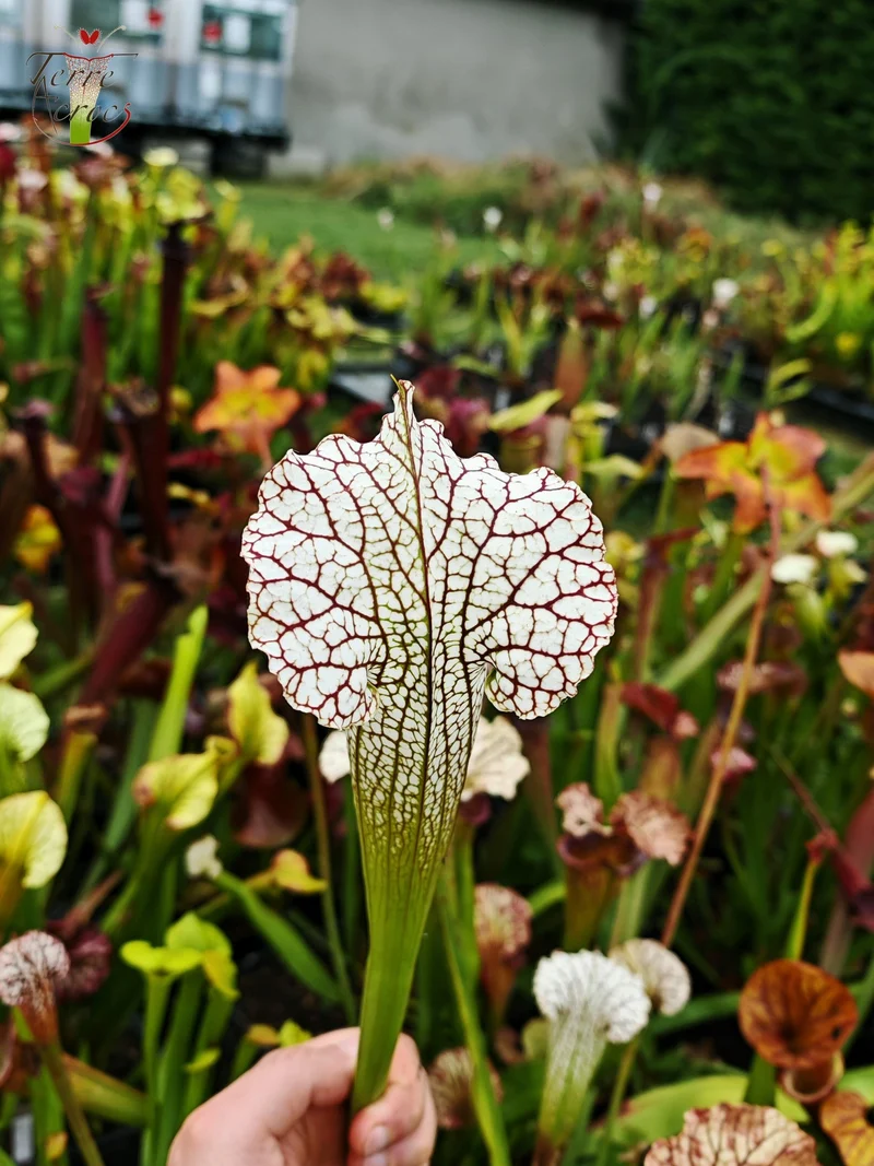 Graines Sarracenia 2025 (SX19 x OP)