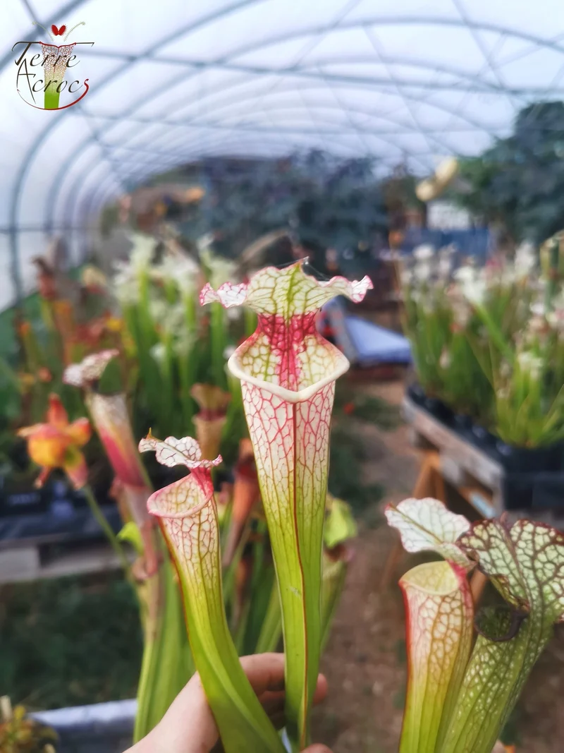 Graines Sarracenia 2025 (SX29 x OP)