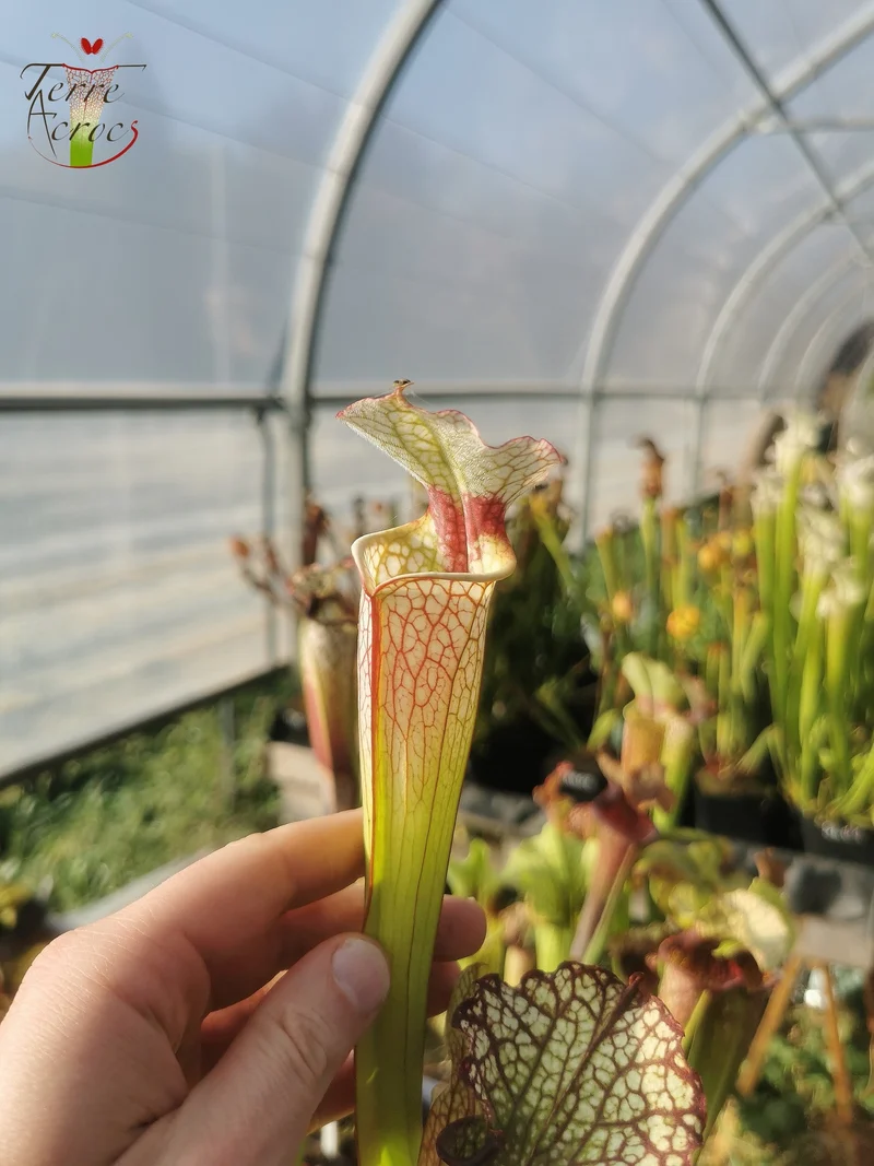 Graines Sarracenia 2025 (SX29 x OP)