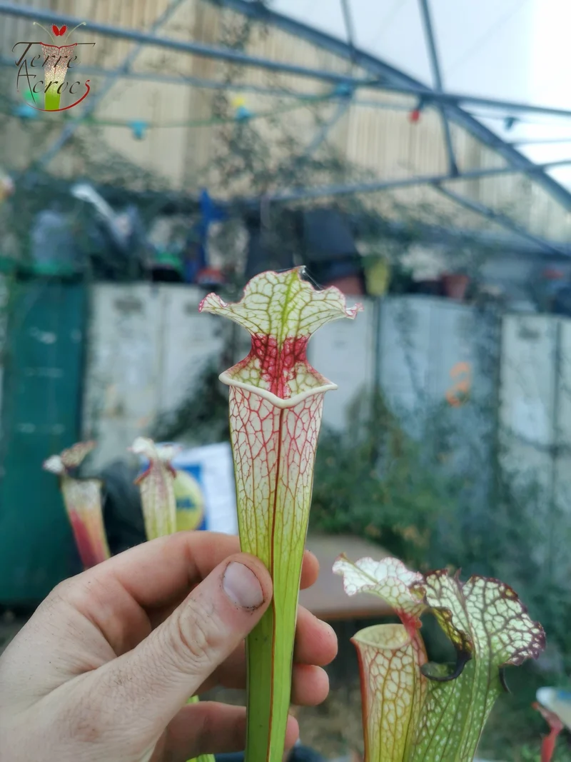 Graines Sarracenia 2025 (SX29 x OP)