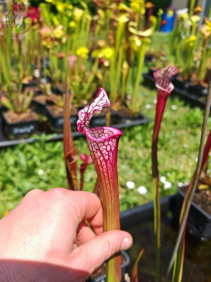 SX48 Sarracenia x -- Early pink / burgundy tube then white with pink lip