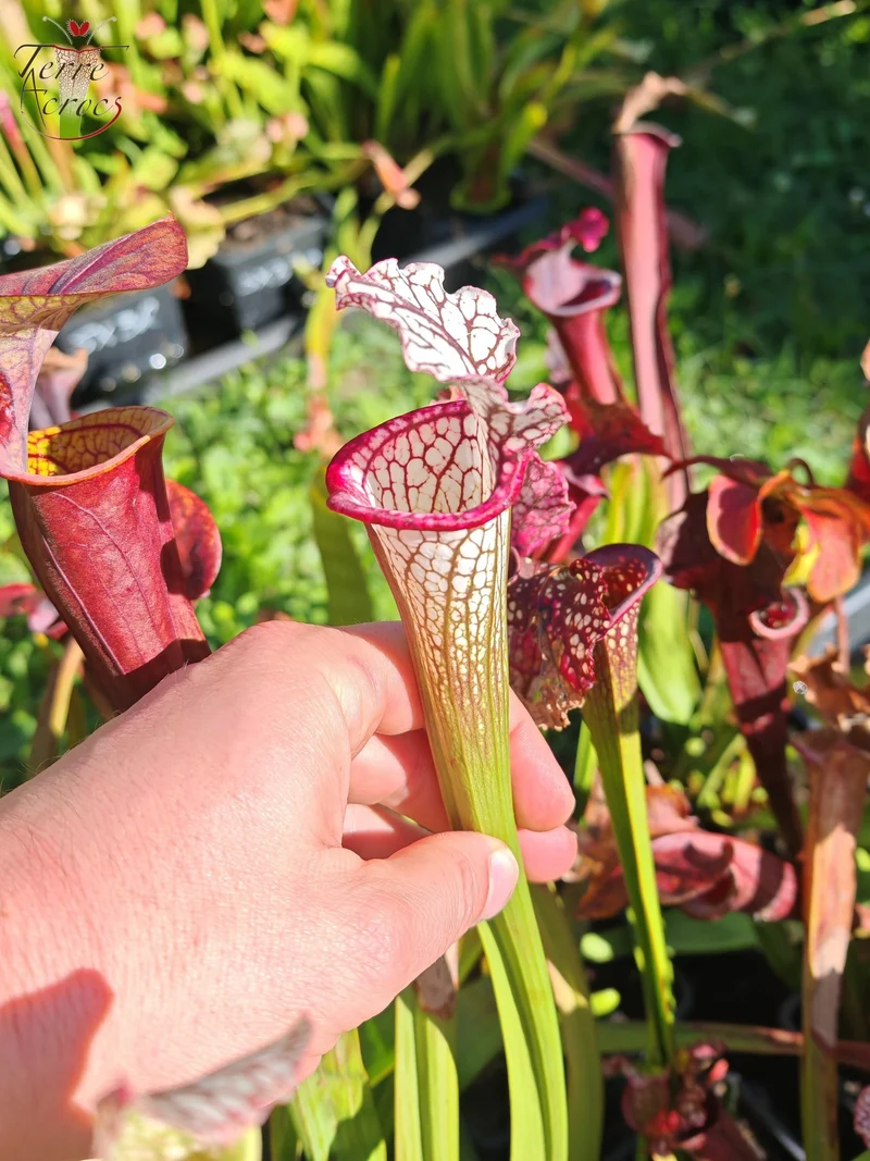 SX48 Sarracenia x -- Early pink / burgundy tube then white with pink lip