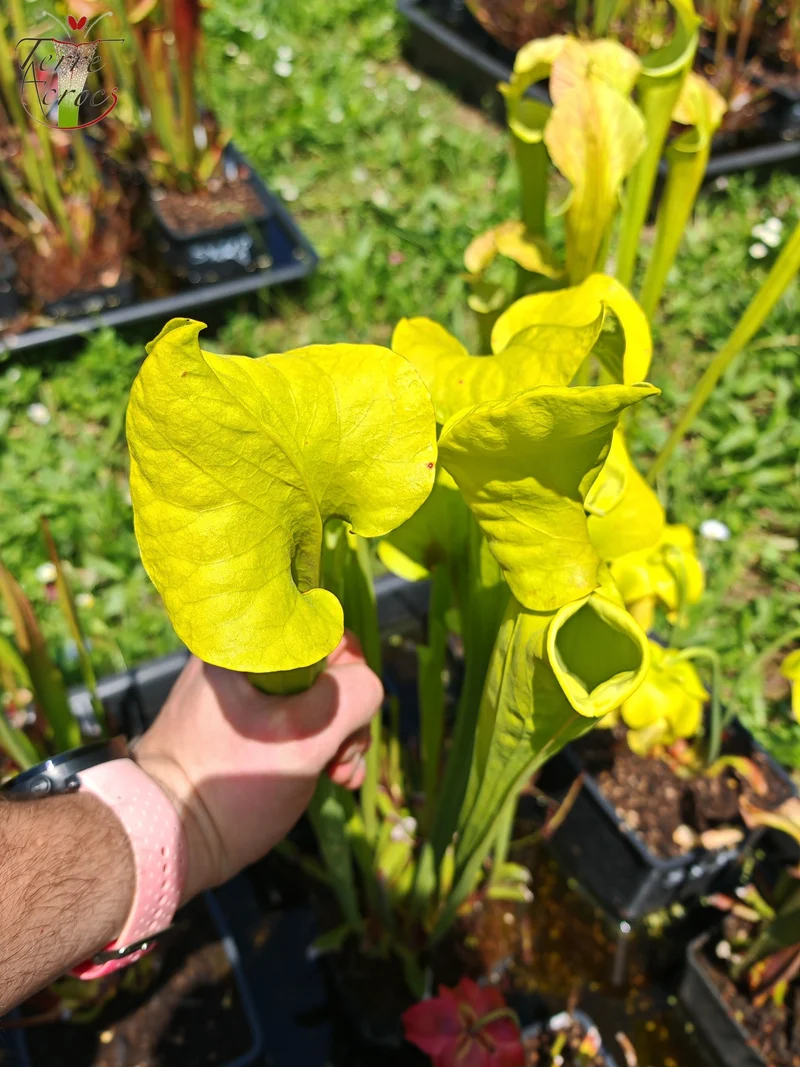 SX34 Sarracenia x (S. x moorei – Marston exotic (1987 clone)(H24, MK) x S. flava var. rugelii -- Telogia, FL.(WS). Very large from, (F140A MK))