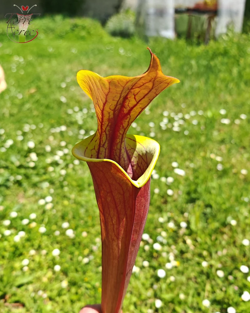 Graines Sarracenia 2025 (SFRB12 x OP)