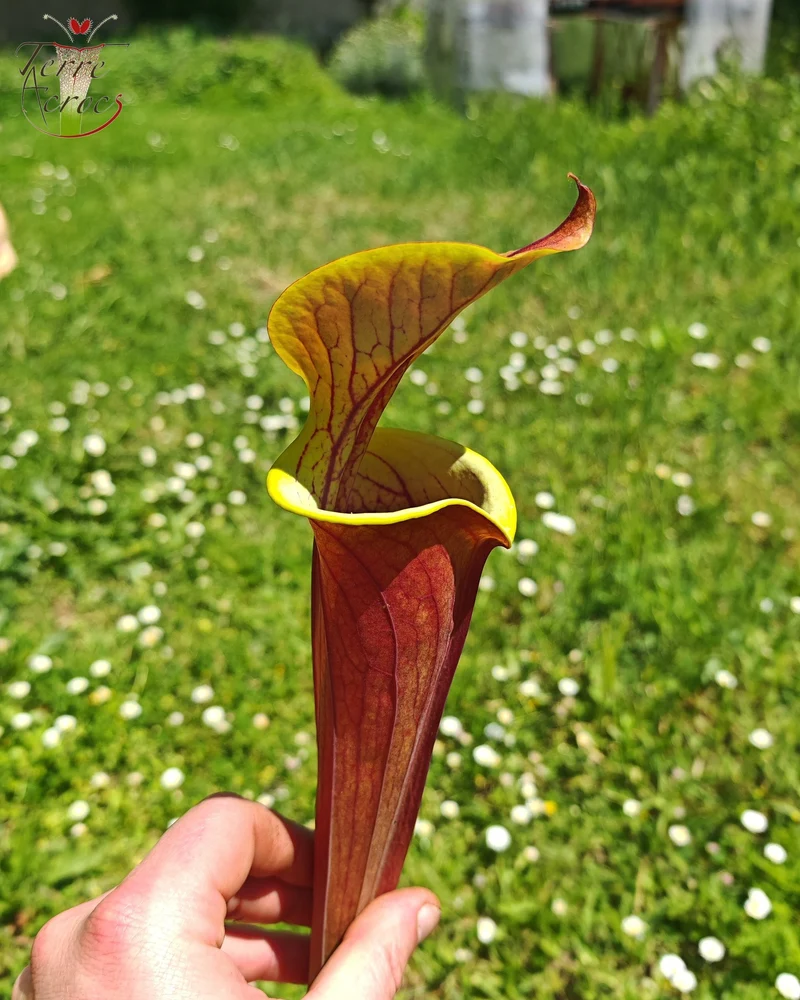 Graines Sarracenia 2025 (SFRB12 x OP)