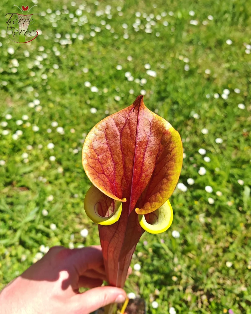 Graines Sarracenia 2025 (SFRB12 x OP)