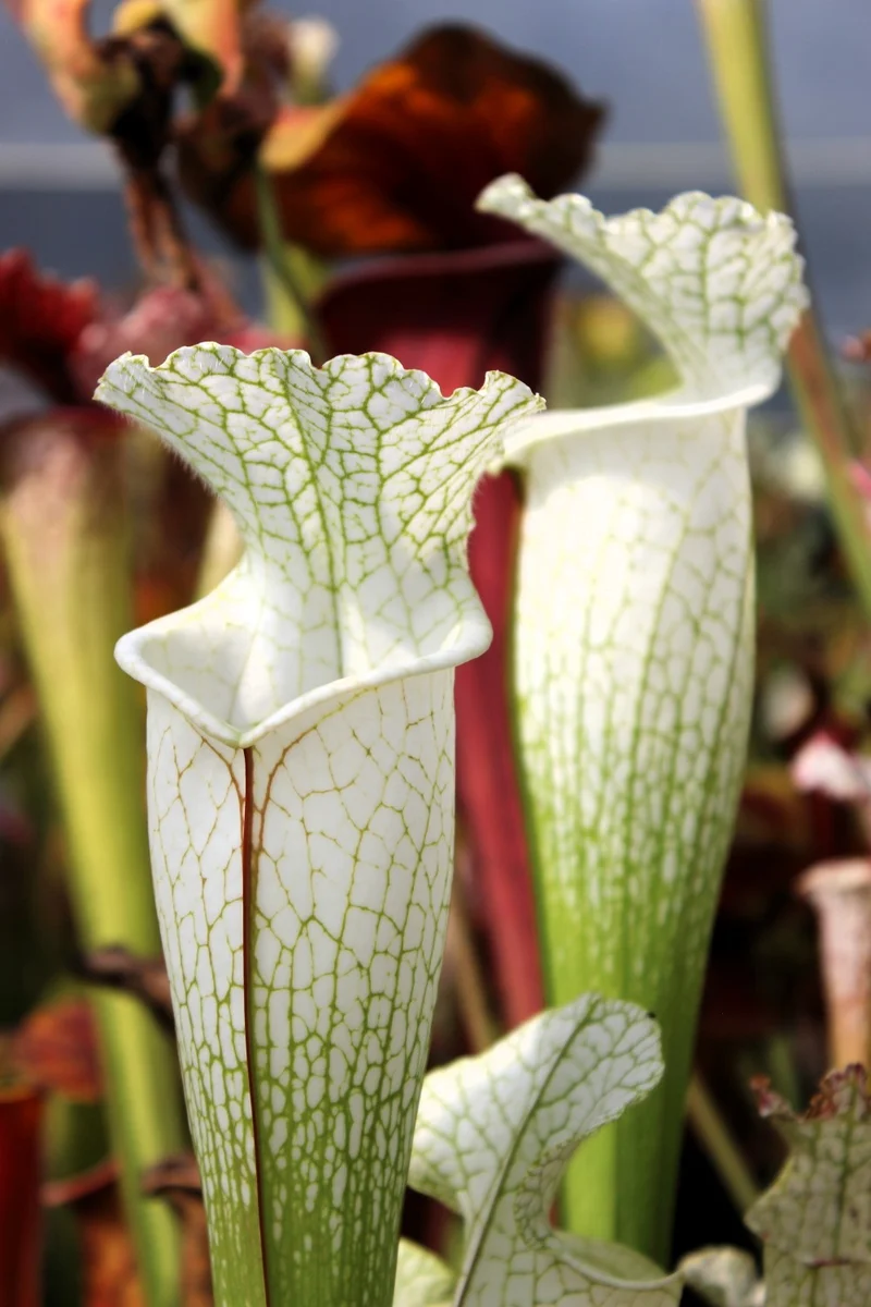 Graines Sarracenia 2025 (SLA01f x OP)