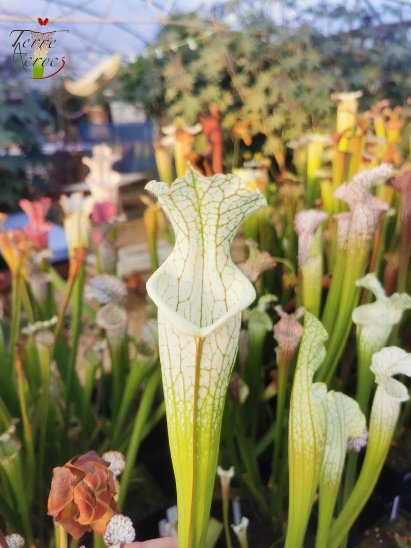 SL10 Sarracenia leucophylla -- Perdido, Al. Green & White Top, W,(L45, MK)