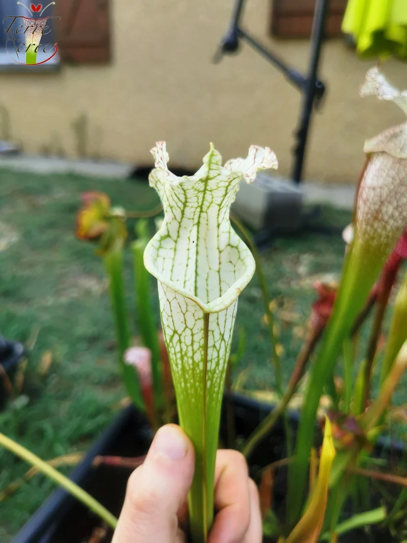 SL10 Sarracenia leucophylla -- Perdido, Al. Green & White Top, W,(L45, MK)