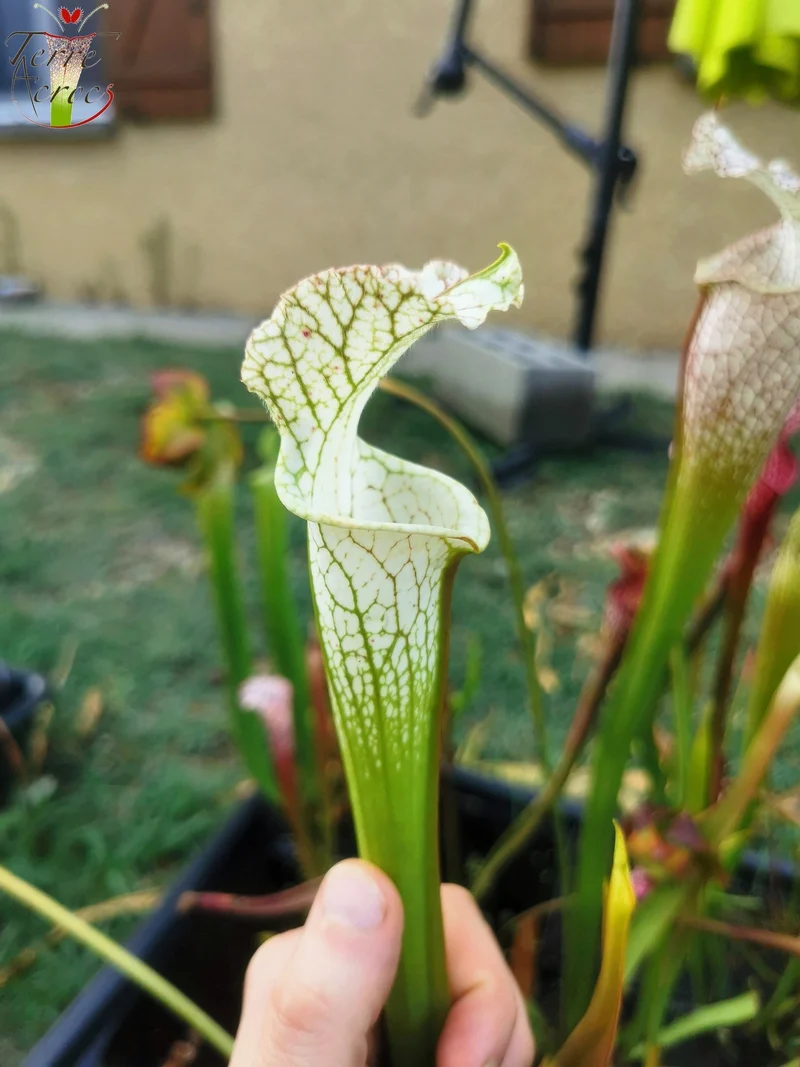 SL10 Sarracenia leucophylla -- Perdido, Al. Green & White Top, W,(L45, MK)
