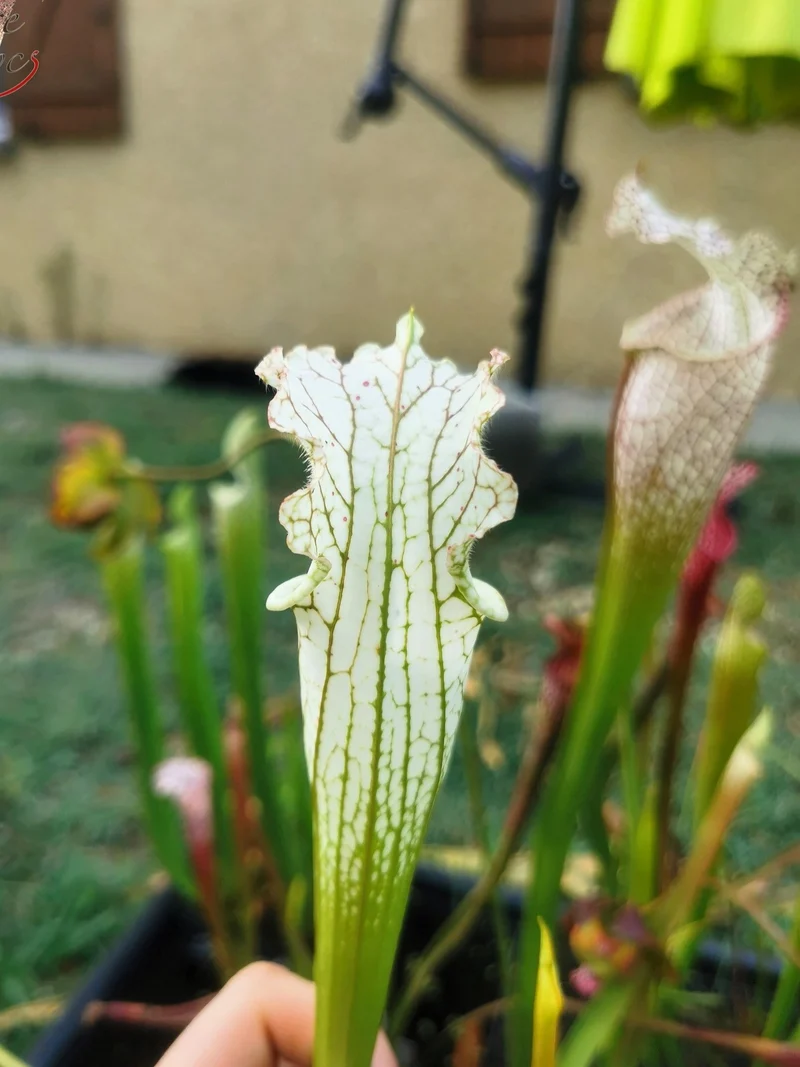 SL10 Sarracenia leucophylla -- Perdido, Al. Green & White Top, W,(L45, MK)