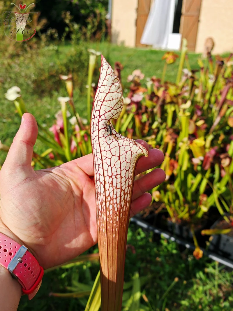 Graines Sarracenia 2025 (SL22 x OP)