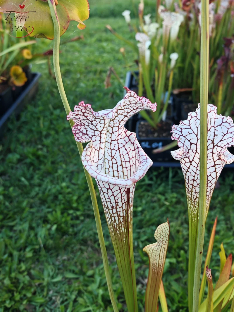 Graines Sarracenia 2025 (SL22 x OP)