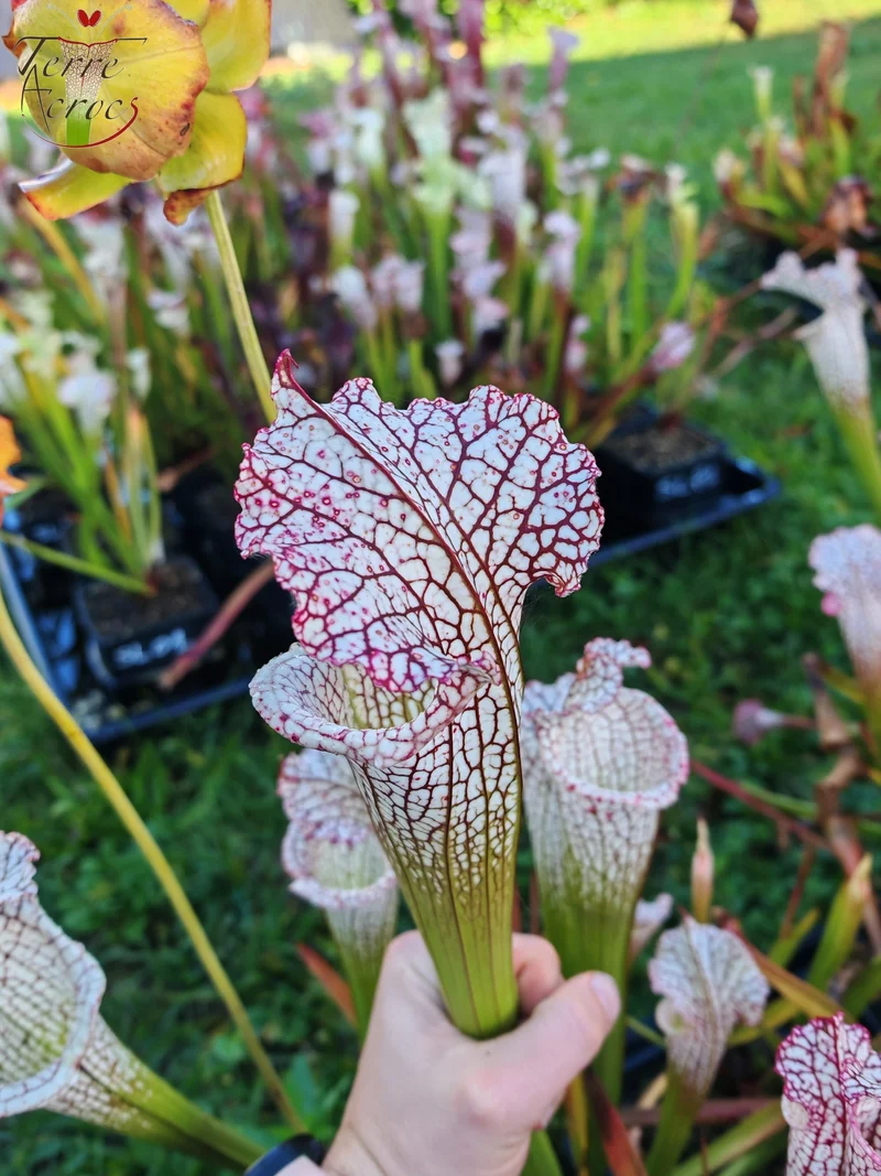 Graines Sarracenia 2025 (SL22 x OP)