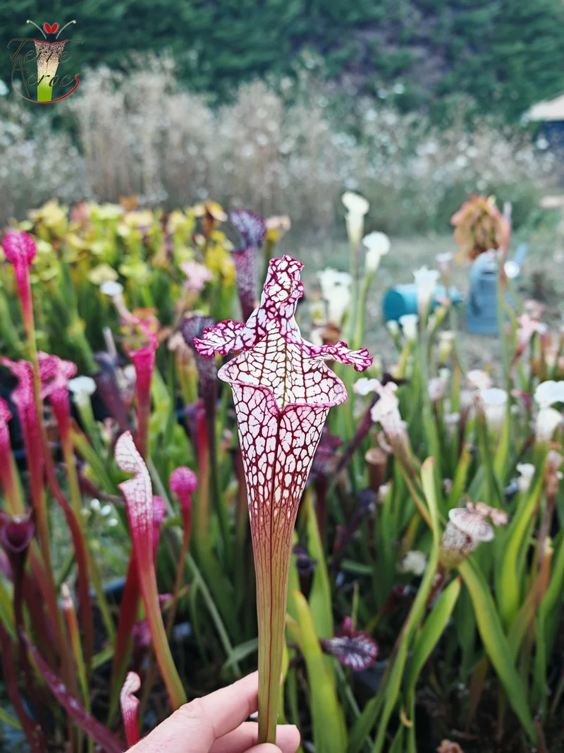 Graines Sarracenia 2025 (SL17 x OP)