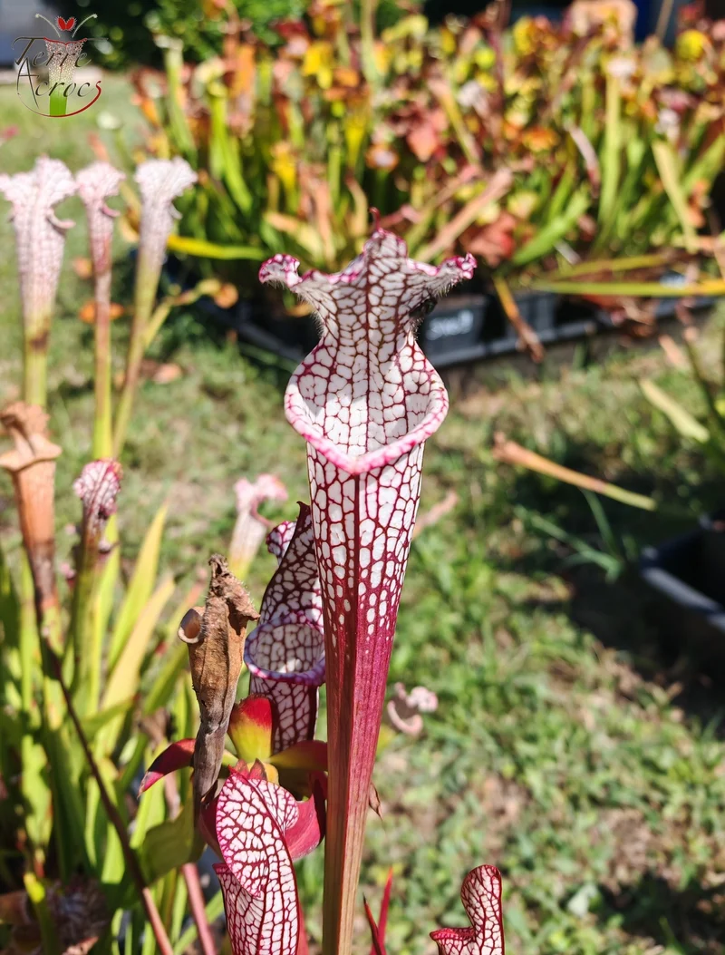 Graines Sarracenia 2025 (SL16 x OP)