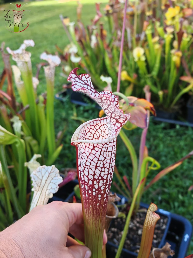 Graines Sarracenia 2025 (SL16 x OP)
