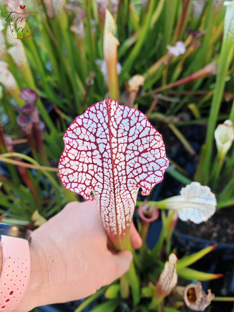 Graines Sarracenia 2025 (SL16 x OP)