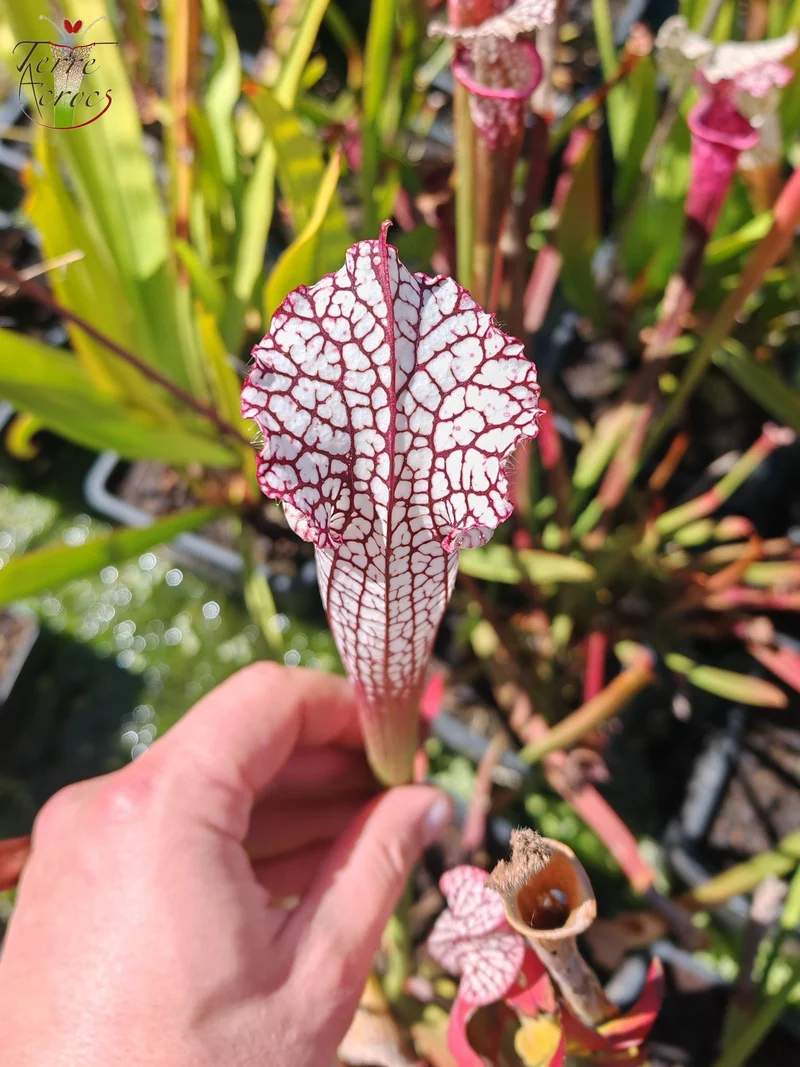 Graines Sarracenia 2025 (SL16 x OP)
