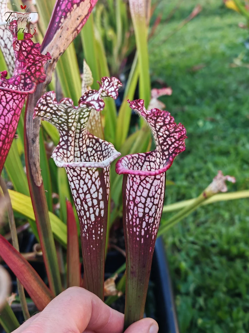 Graines Sarracenia 2025 (SL42 x OP)