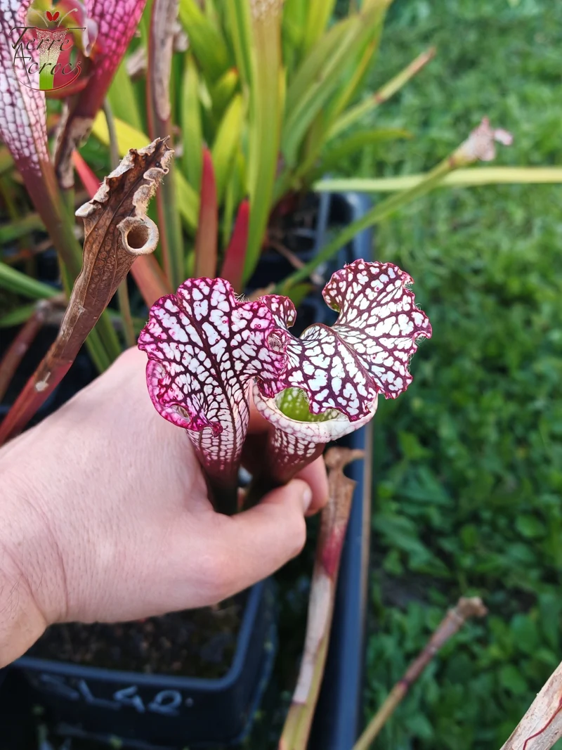 Graines Sarracenia 2025 (SL42 x OP)