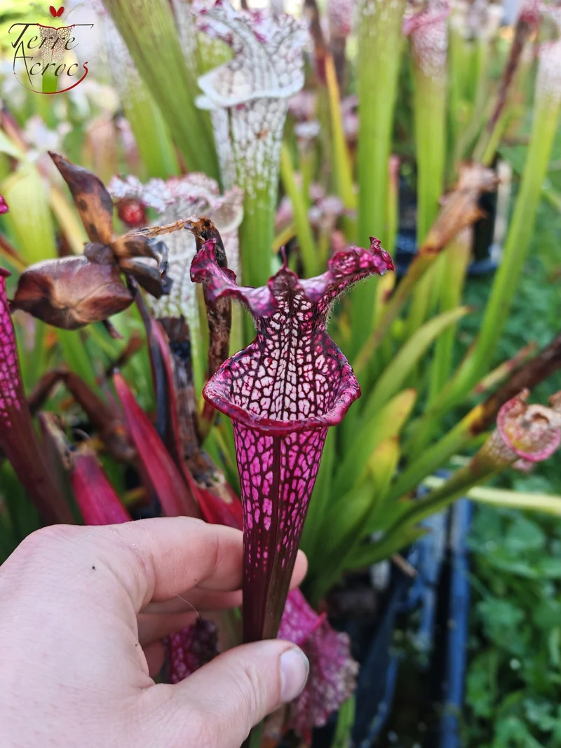 Graines Sarracenia 2025 (SL42 x OP)