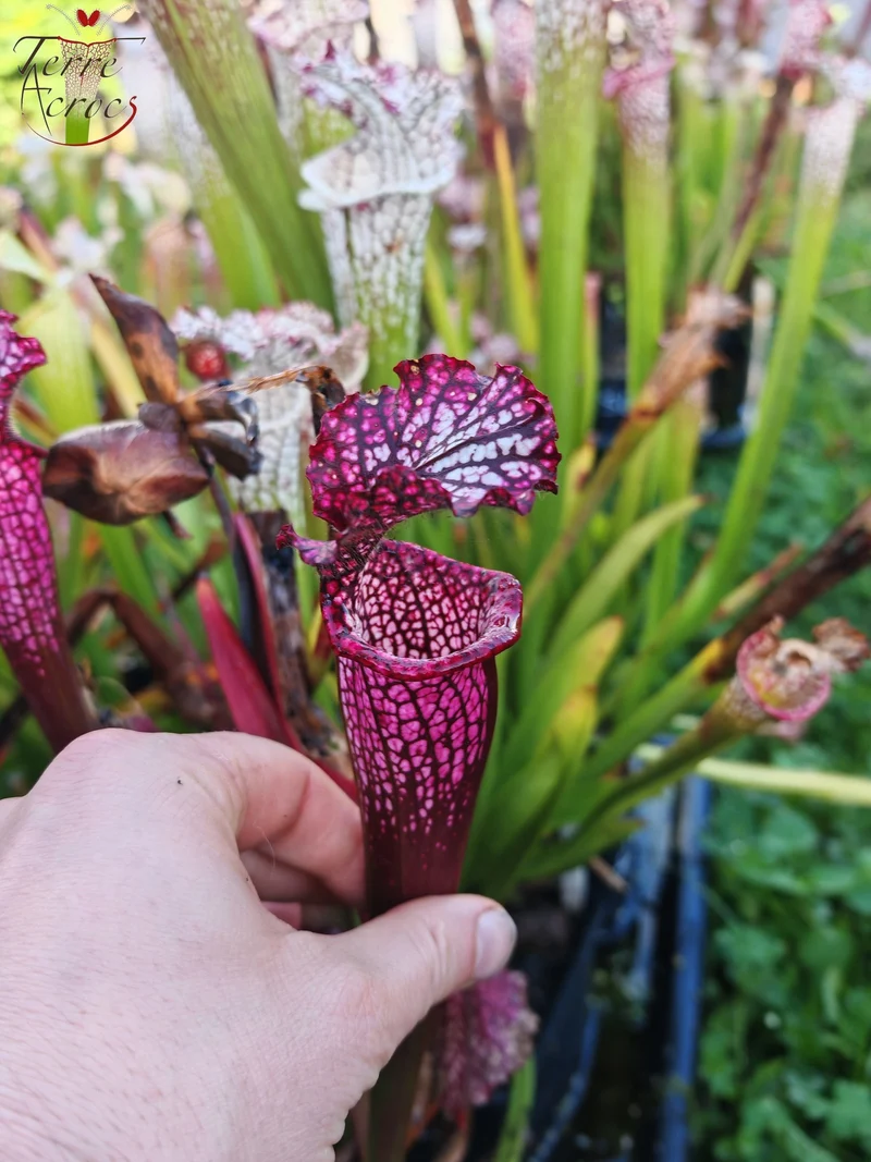 Graines Sarracenia 2025 (SL42 x OP)