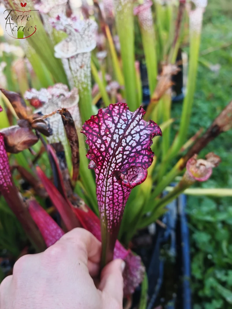 Graines Sarracenia 2025 (SL42 x OP)