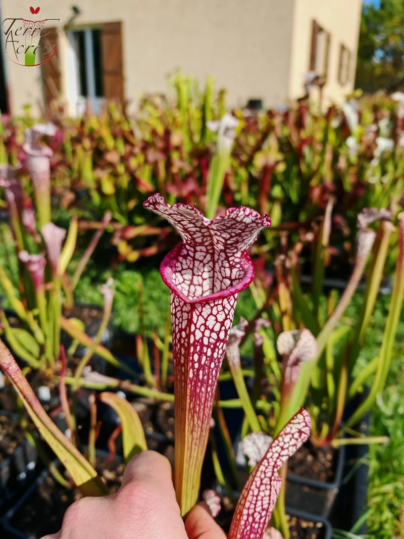 Graines Sarracenia 2025 (SL35 x OP)