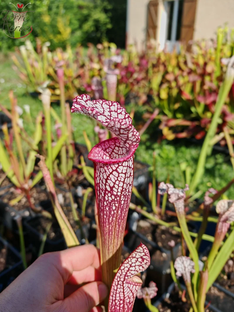 Graines Sarracenia 2025 (SL35 x OP)