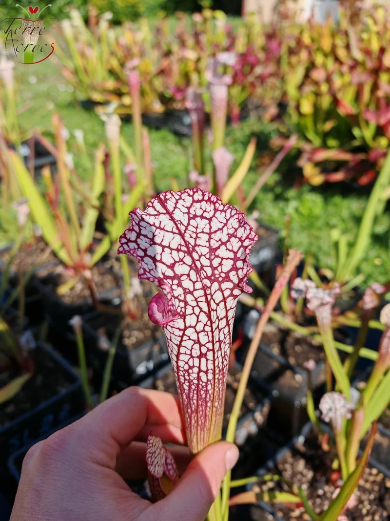 Graines Sarracenia 2025 (SL35 x OP)