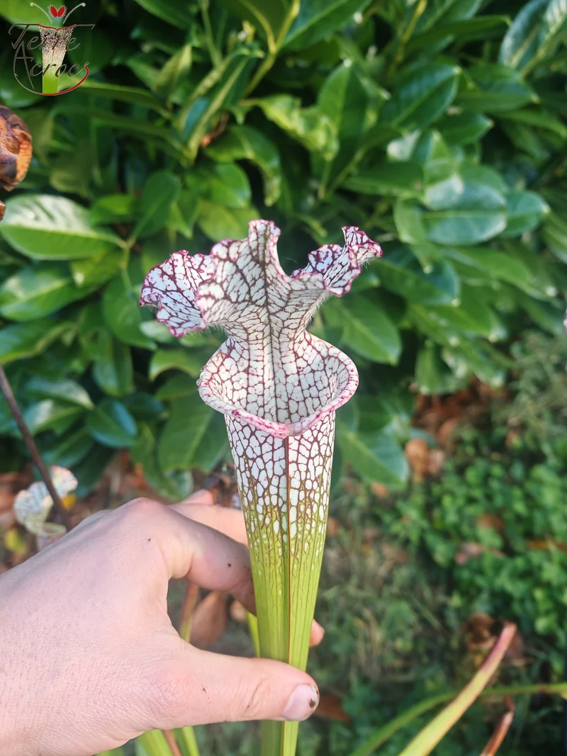 Graines Sarracenia 2025 (SL35 x OP)