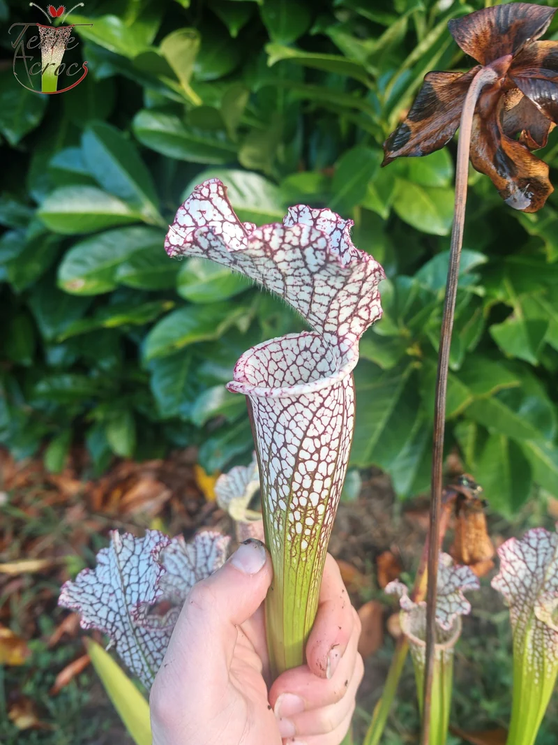 Graines Sarracenia 2025 (SL35 x OP)