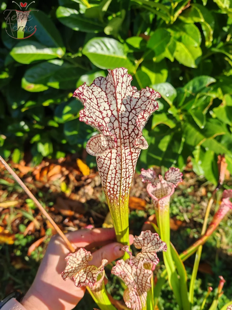 Graines Sarracenia 2025 (SL35 x OP)