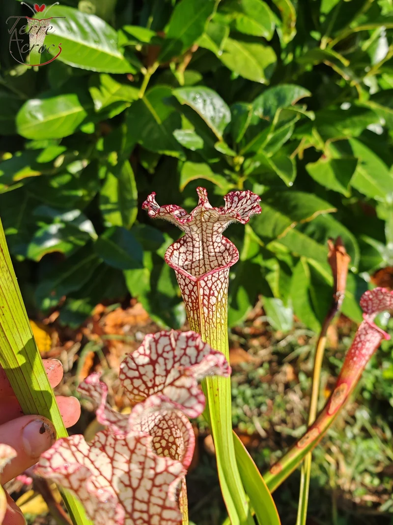 Graines Sarracenia 2025 (SL35 x OP)