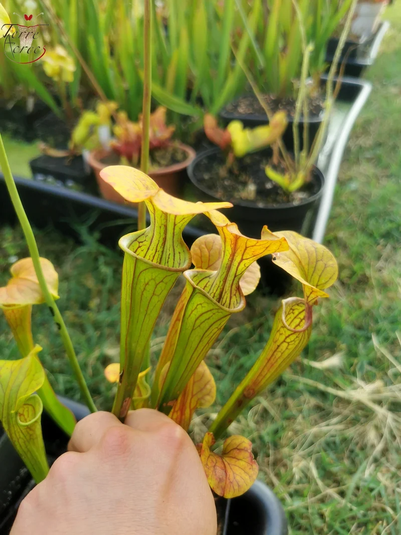 Graines Sarracenia 2025 (SOO01 x OP)