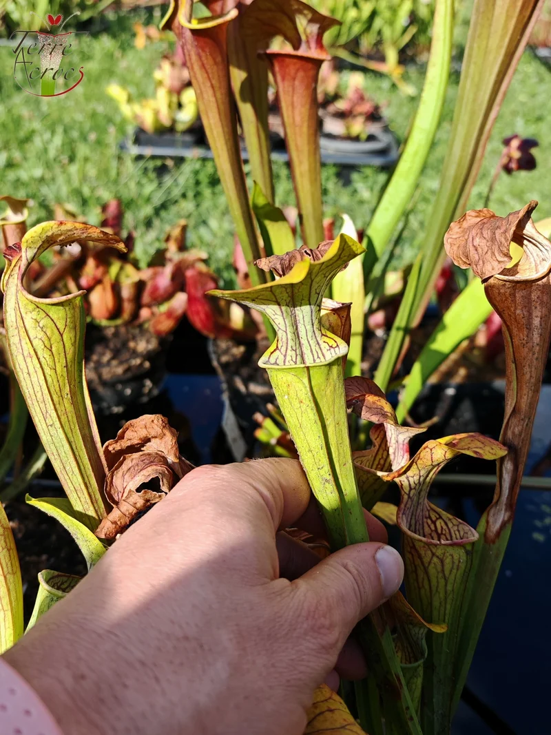 Graines Sarracenia 2025 (SOO01 x OP)