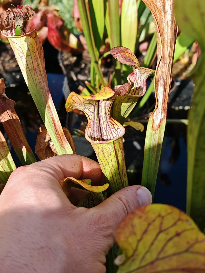 Graines Sarracenia 2025 (SOO01 x OP)