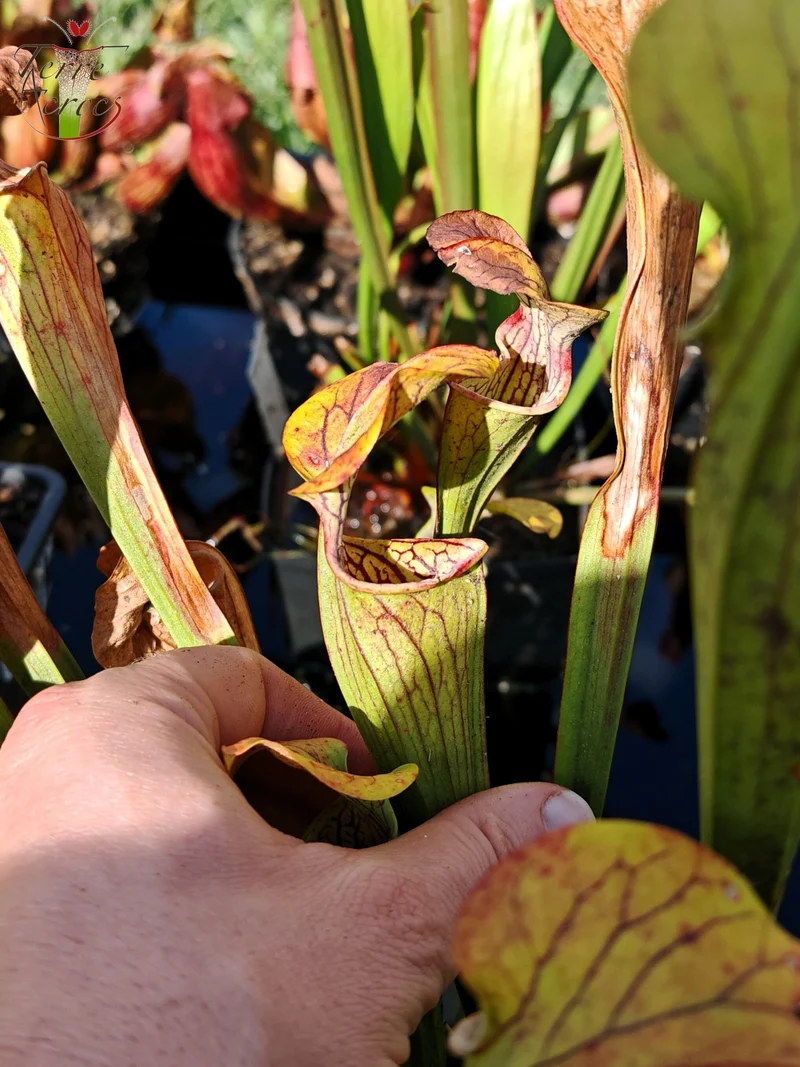 Graines Sarracenia 2025 (SOO01 x OP)